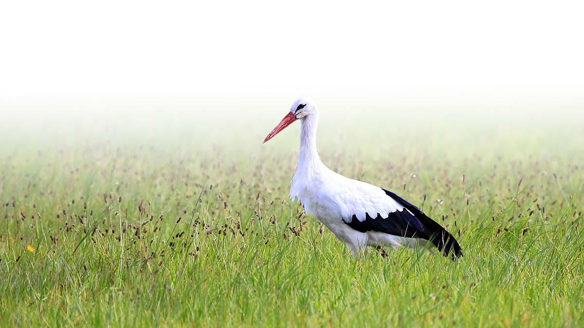 Storch auf einer Wiese als Symbol für Natur- und Artenschutz